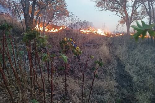 Fuerte incendio amenaza al Bosque de La Primavera