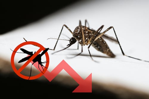 Frenan el dengue: Casos bajan 96% con 17 en 2026 frente a 487 en el mismo periodo de 2025