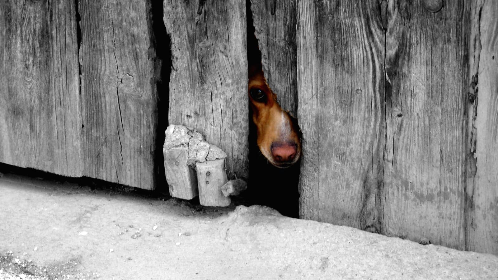 Tanto los animales de compañía como la vida silvestre estarán protegidos a nivel constitucional.