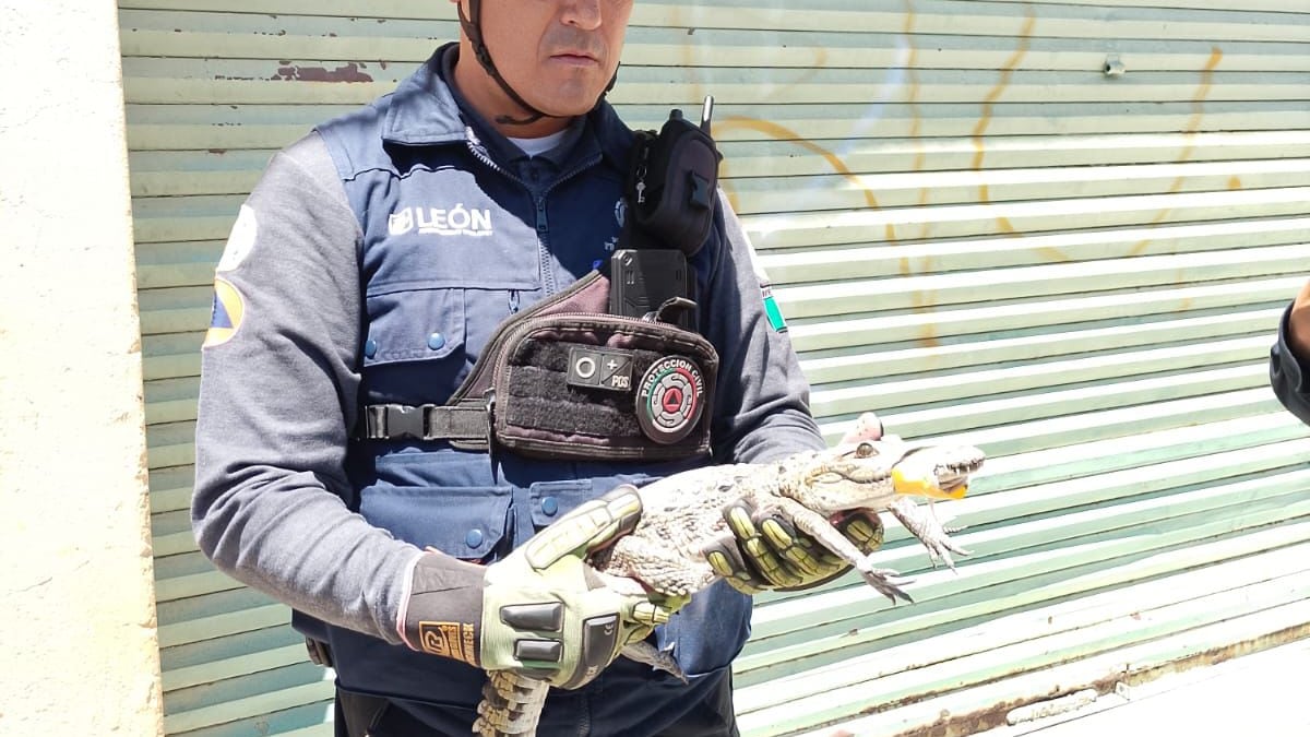 Pie de foto: Cocodrilo de pantano de aproximadamente 80 cm fue localizado en la azotea de una vivienda en la colonia Industrial y resguardado por autoridades
