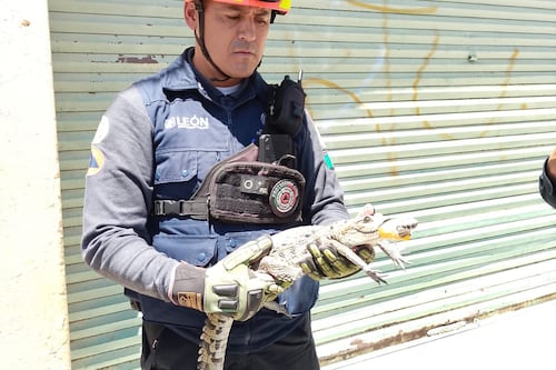 Irrumpe cocodrilo en la azotea de una casa en la colonia Industrial de León