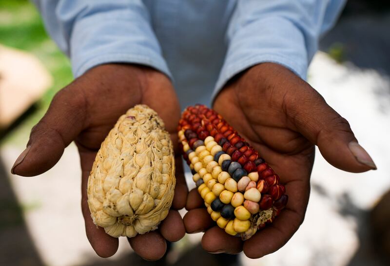 maíz-de-colores-auge-en-el-extranjero-agricultores-mexicanos