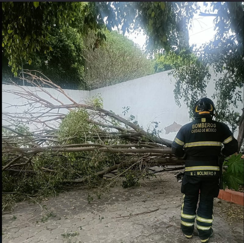 Lluvias caída de árboles CDMX