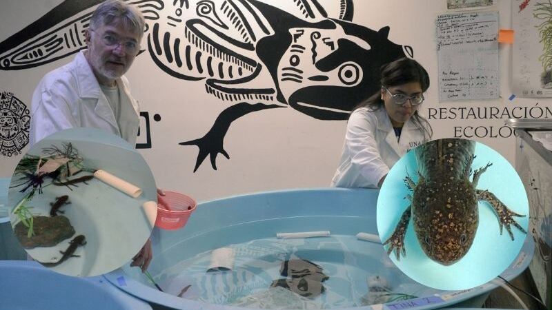 Censo de ajolotes en Xochimilco inicia tras 10 años del último conteo