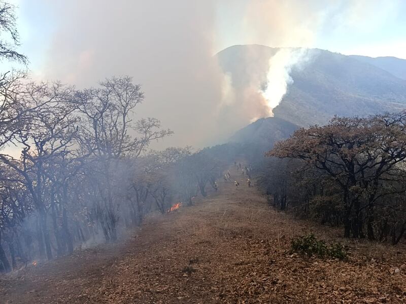 ¿Cómo combaten los incendios forestales en Oaxaca?