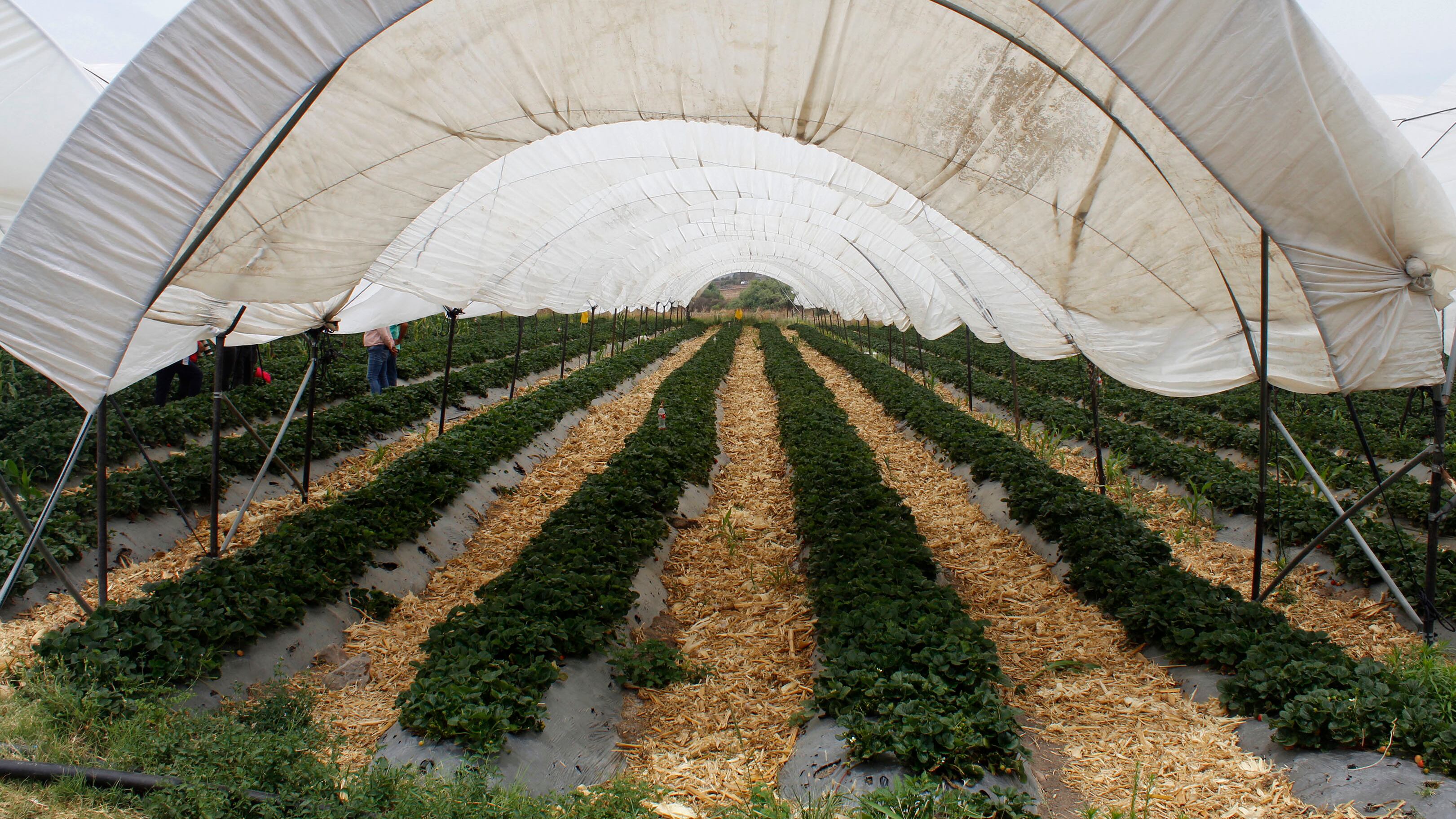 Dicha clasificación les ha permitido a los productores evitar el desperdicio y, por el contrario, incrementar sus ingresos un 37%, dejando atrás los problemas de coyotaje o las deudas pendientes, además de reducir los fertilizantes y el consumo de agua de riego hasta 36%.