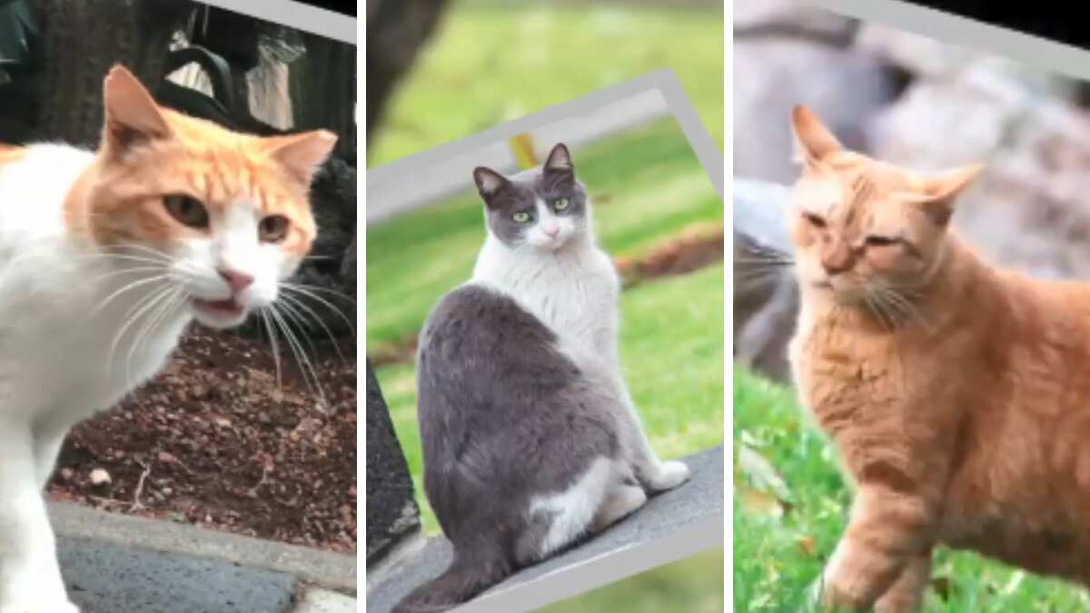 En el recinto habitan cerca de 19 felinos, que están bajo todos los cuidados, informa la Secretaría de Hacienda y Crédito Público