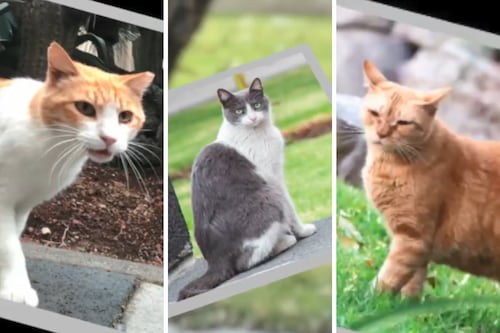 Premian a AMLO por cuidar a los ‘michis del Bienestar’ de Palacio Nacional