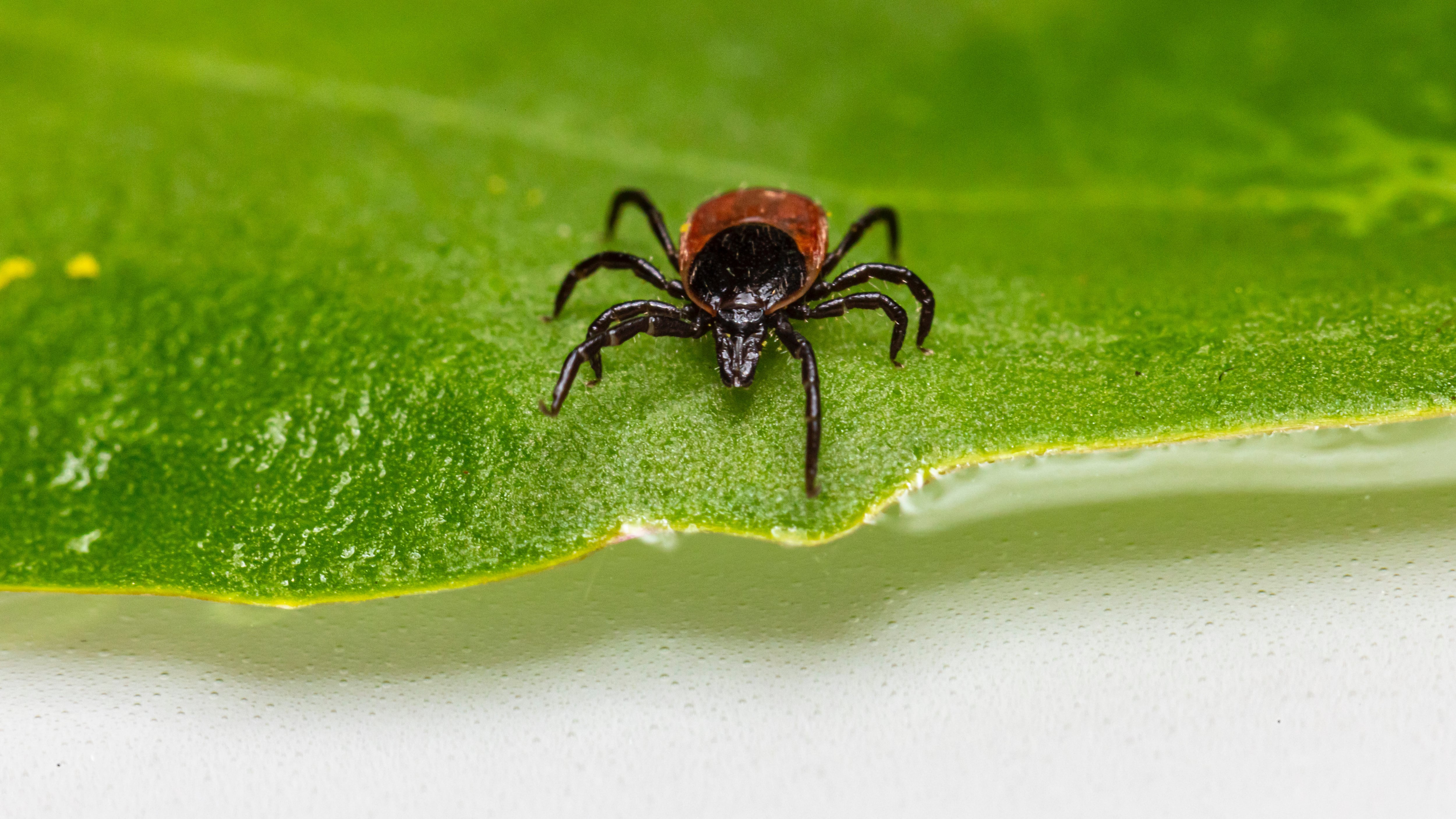 La garrapata puede transmitir rickettsia, una enfermedad que llega a ser mortal.