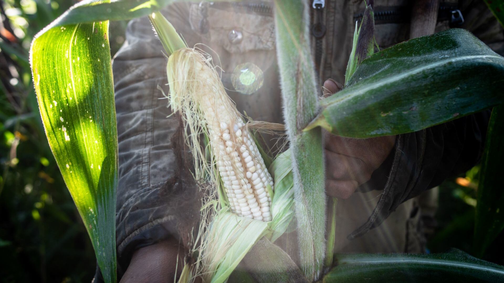 Restringir maíz transgénico no puede discutirse la ligera