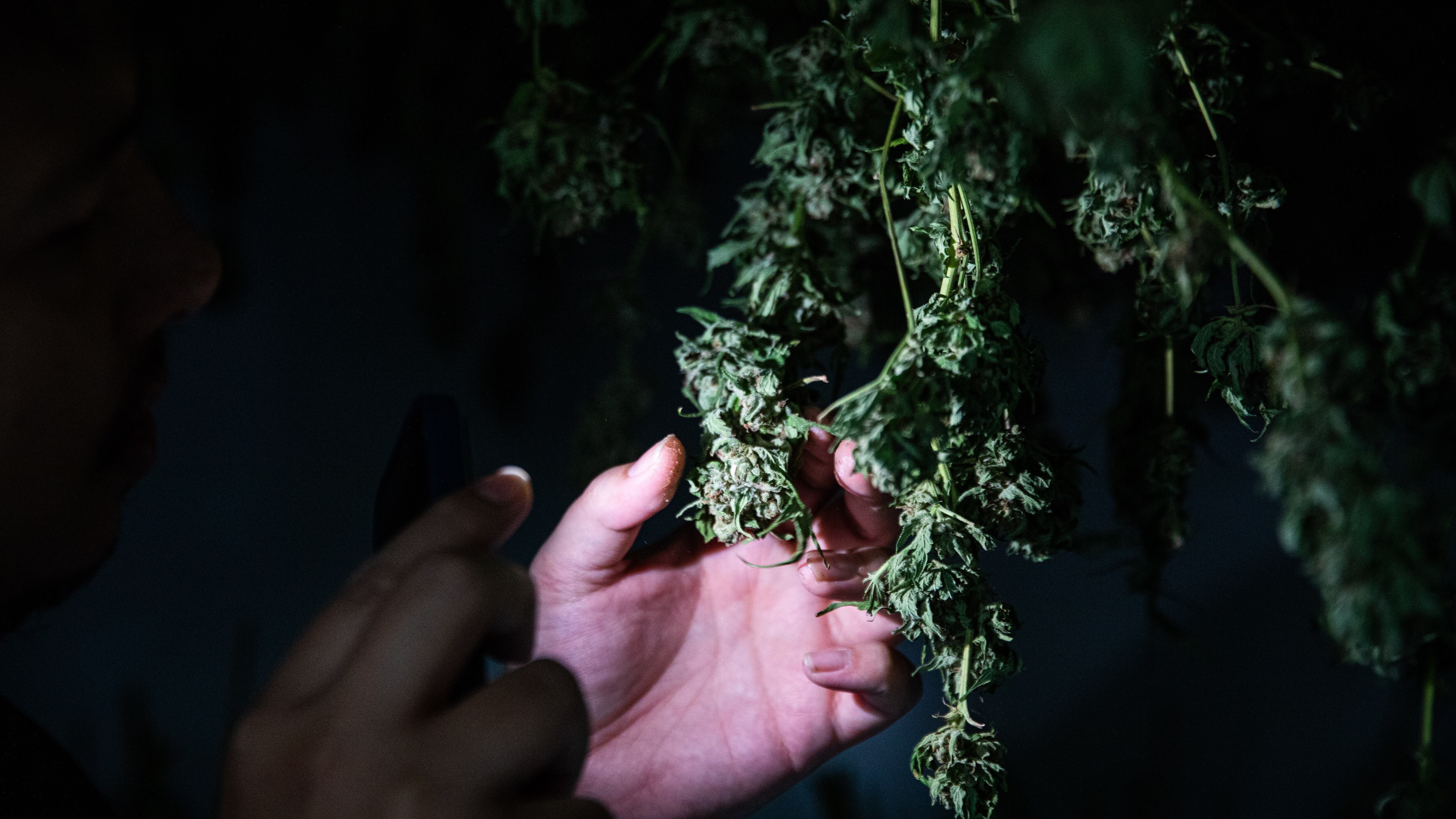KANCHANABURI, THAILAND - DECEMBER 08: Tai Taveepanichpan, 28, a consultant for Canna Grow Technology, looks at marijuana drying after harvest at Trio Herbal Farms on December 08, 2022 in Kanchanaburi, Thailand. Beginning as a hemp grower and CBD producer in 2021, Trio Herbal Farms, a cannabis farm located in Kanchanaburi, Thailand, added THC production to their farm in June 2022 when Thailand became their first Southeast Asian country to legalize marijuana. In the months following Thailand's decriminalization of marijuana cultivation and possession, farmers throughout the country have worked to produce a quality product for sale to dispensaries throughout the country. Trio Herbal Farms grows strains of marijuana and hemp in indoor greenhouses and outdoor fields providing products to Four Twenty, a chain of boutique marijuana dispensaries, owned by Tai Taveepanichpan, with locations throughout central Bangkok. (Photo by Lauren DeCicca/Getty Images)