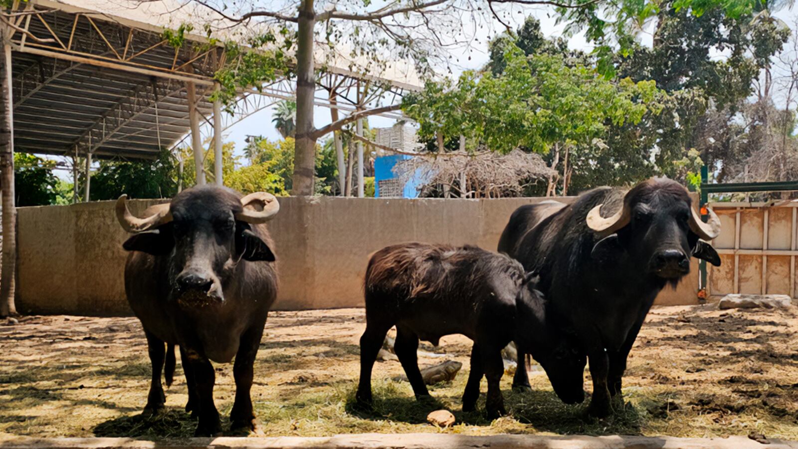 Zoológico de Culiacán incumple normas ambientales con todos sus animales
