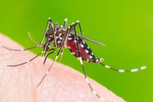 Enciende alerta por chikungunya en México: despliegan operativo en 32 estados