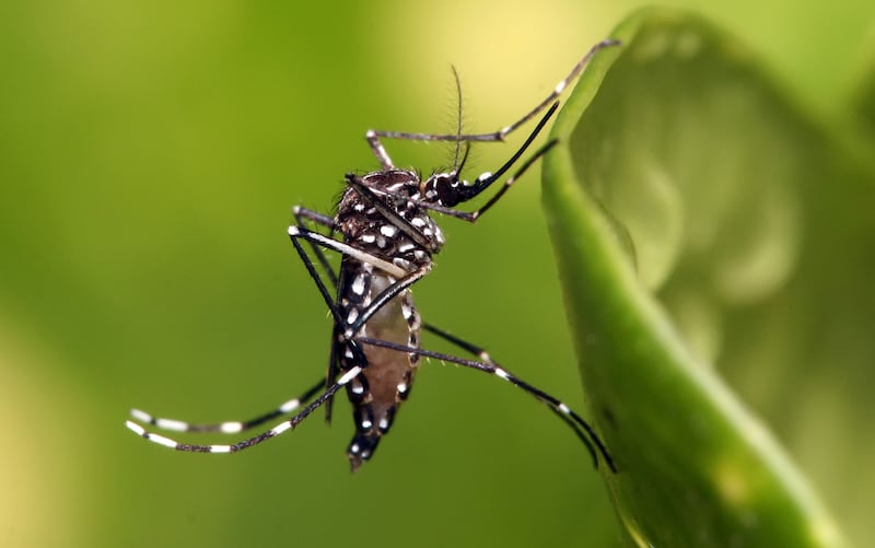 dengue
