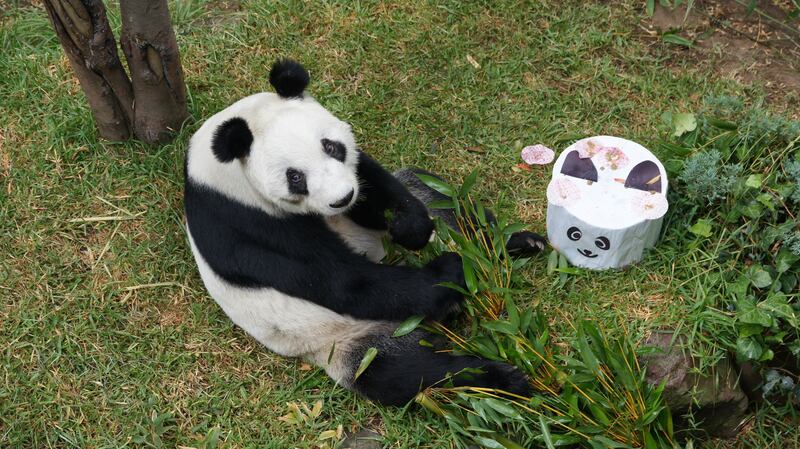 Panda Xin Xin del Zoológico de Chapultepec cumple 34 años