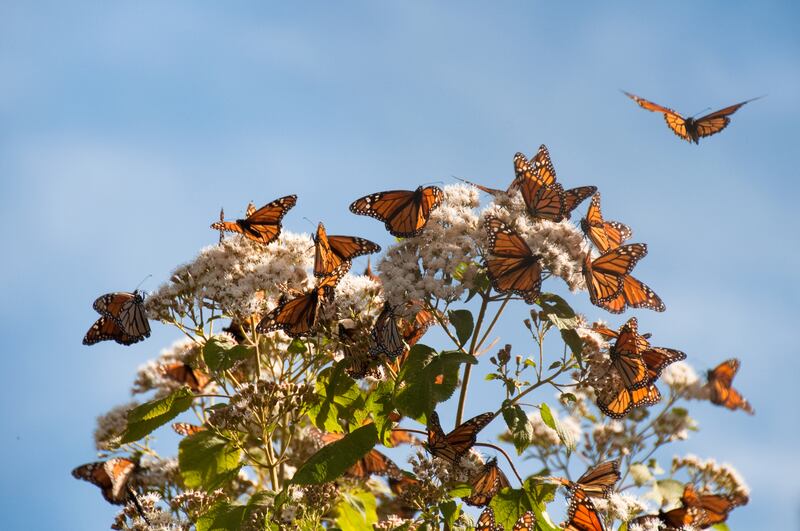 La mariposa monarca reposa en la vegetación del río antes de seguir su viaje.
