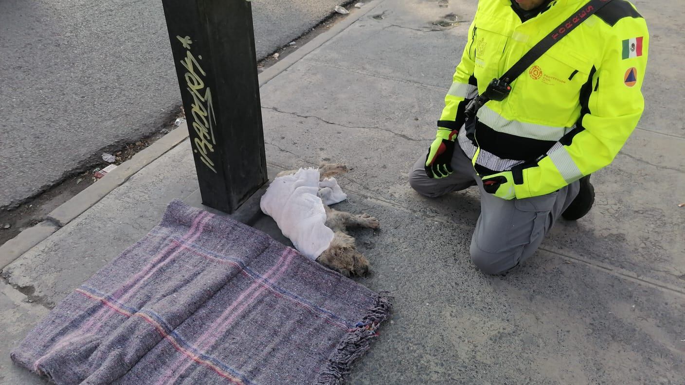 El animal estaba tirado en la esquina de las avenidas Bernardo Reyes y Colón.