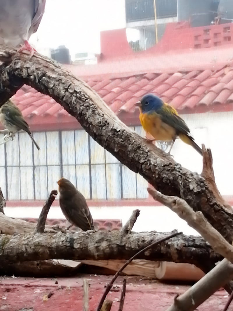 Aves Condesa.