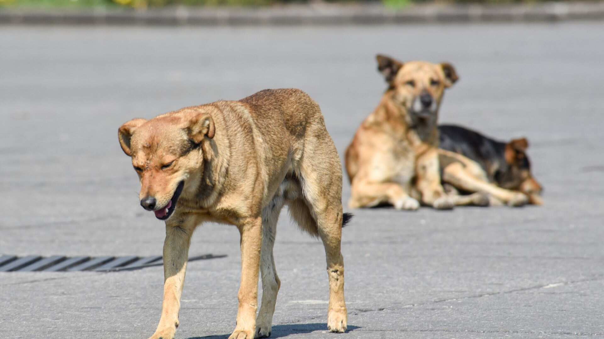 ¿Cuáles son las sanciones por maltrato animal en el Estado de México?