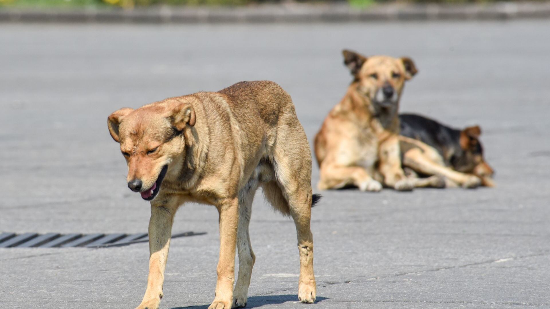 ¿Cuáles son las sanciones por maltrato animal en el Estado de México?