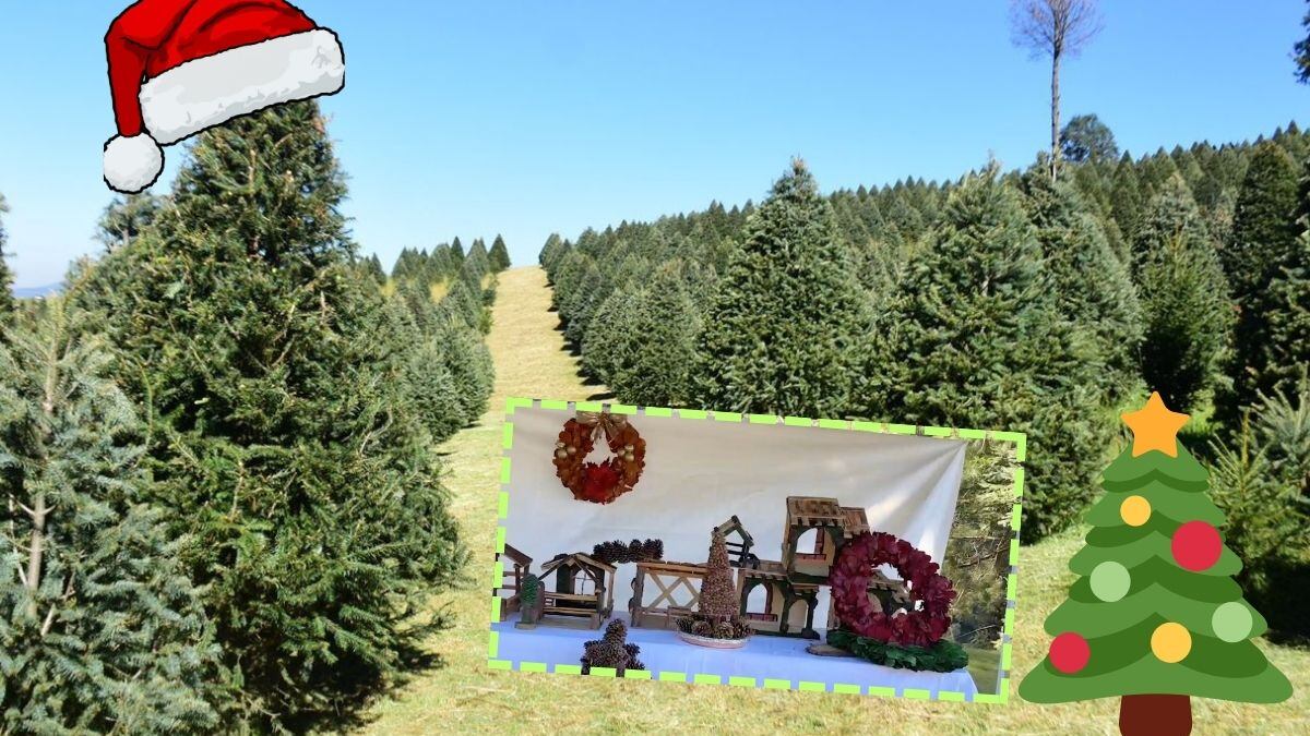 Árboles de Navidad.