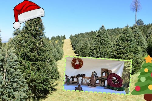 Árboles de Navidad naturales en Edomex, ¿en qué municipios los venden y cómo elegirlos?