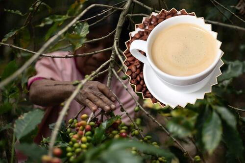 50 millones de tazas de café soluble despiertan cada día a los mexicanos, a como dé lugar