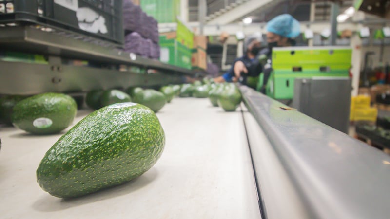 Aguacate.