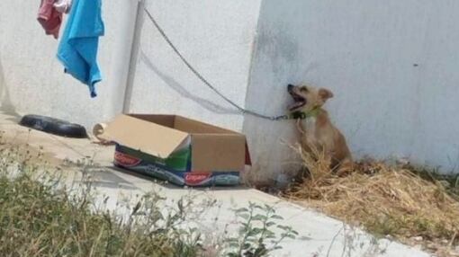 Los vecinos captaron imágenes, hecho que les causó indignación.