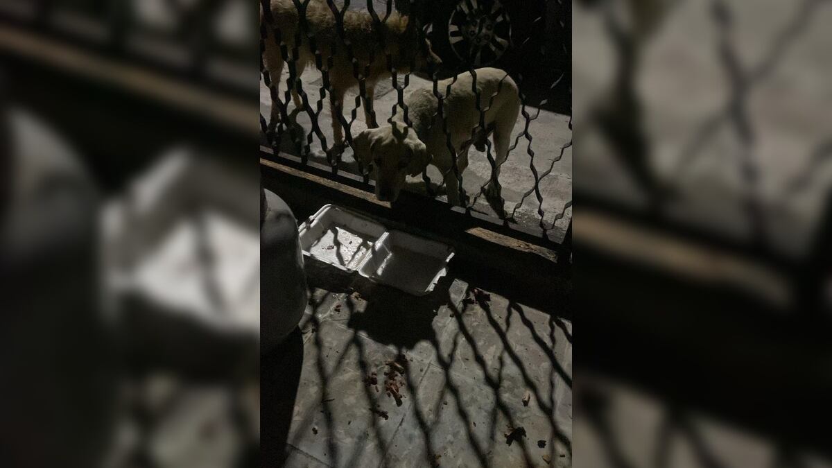El perrito pasó la noche con la cabeza atorada en el barandal.