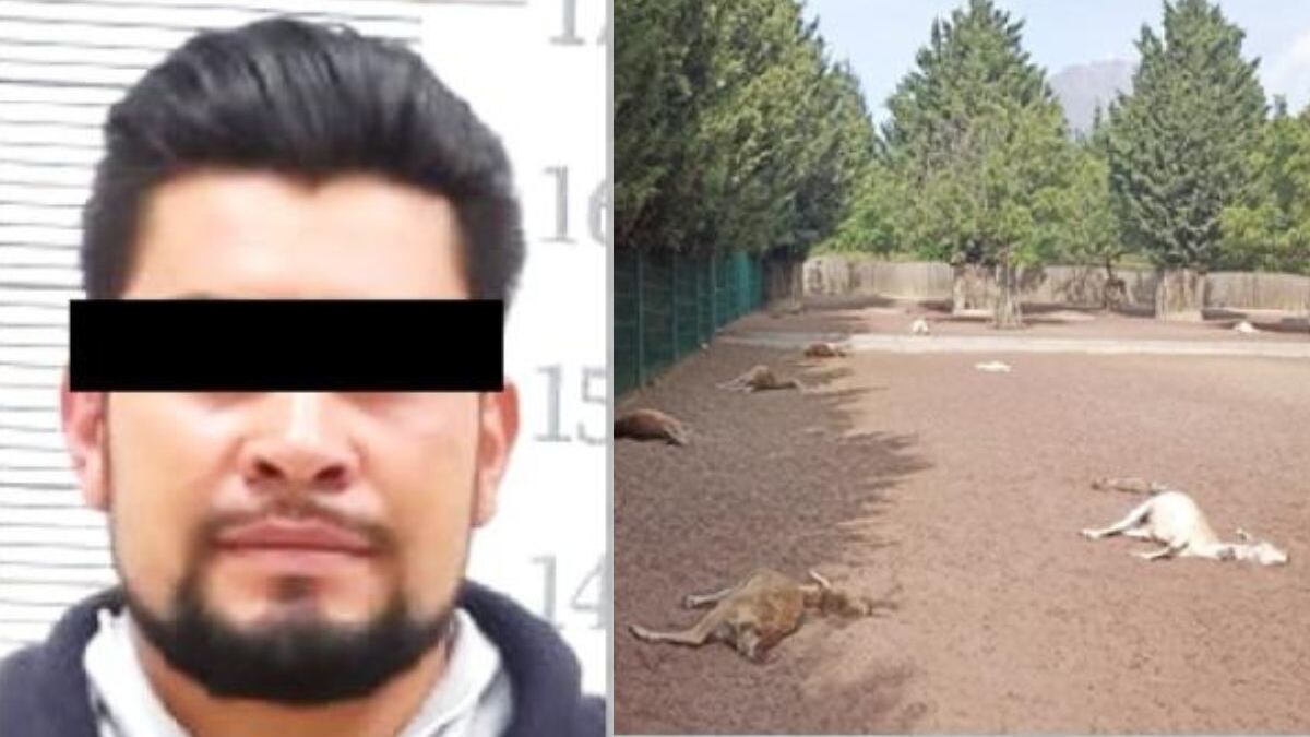 Crueldad animal en Puebla: condenan a ex trabajador de Volcanic Park que mató 32 venados