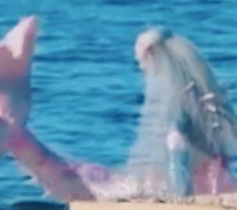 Video de una sirena real impacta a todos en TikTok