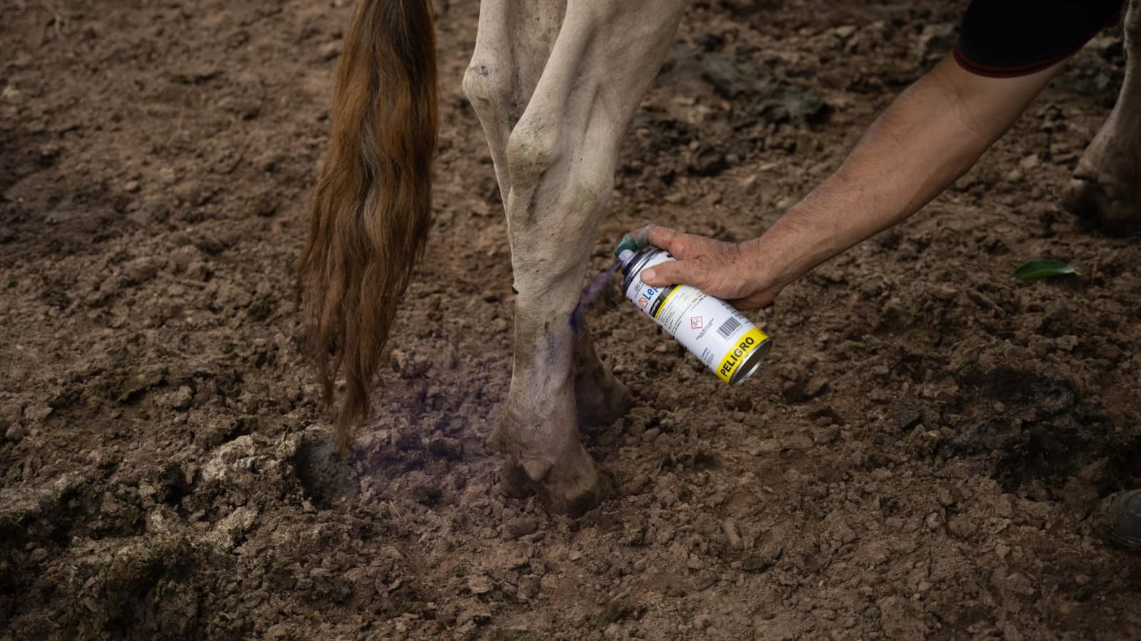 Importante limpiar y desinfectar las heridas en el cuerpo de los animales.