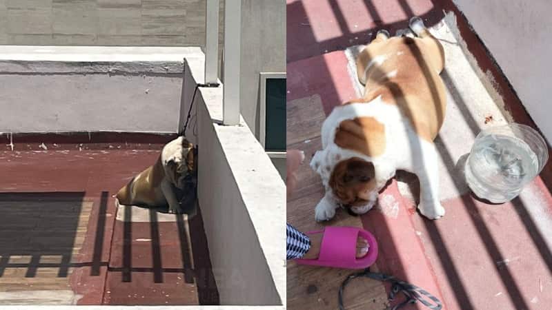 Bulldog muerto por asfixia en Puebla; La Factoría se deslinda