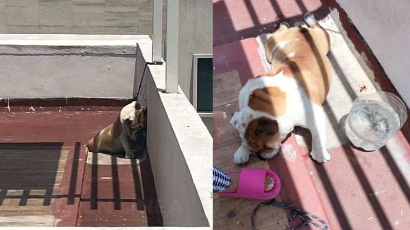 Bulldog muerto por asfixia en Puebla; La Factoría se deslinda