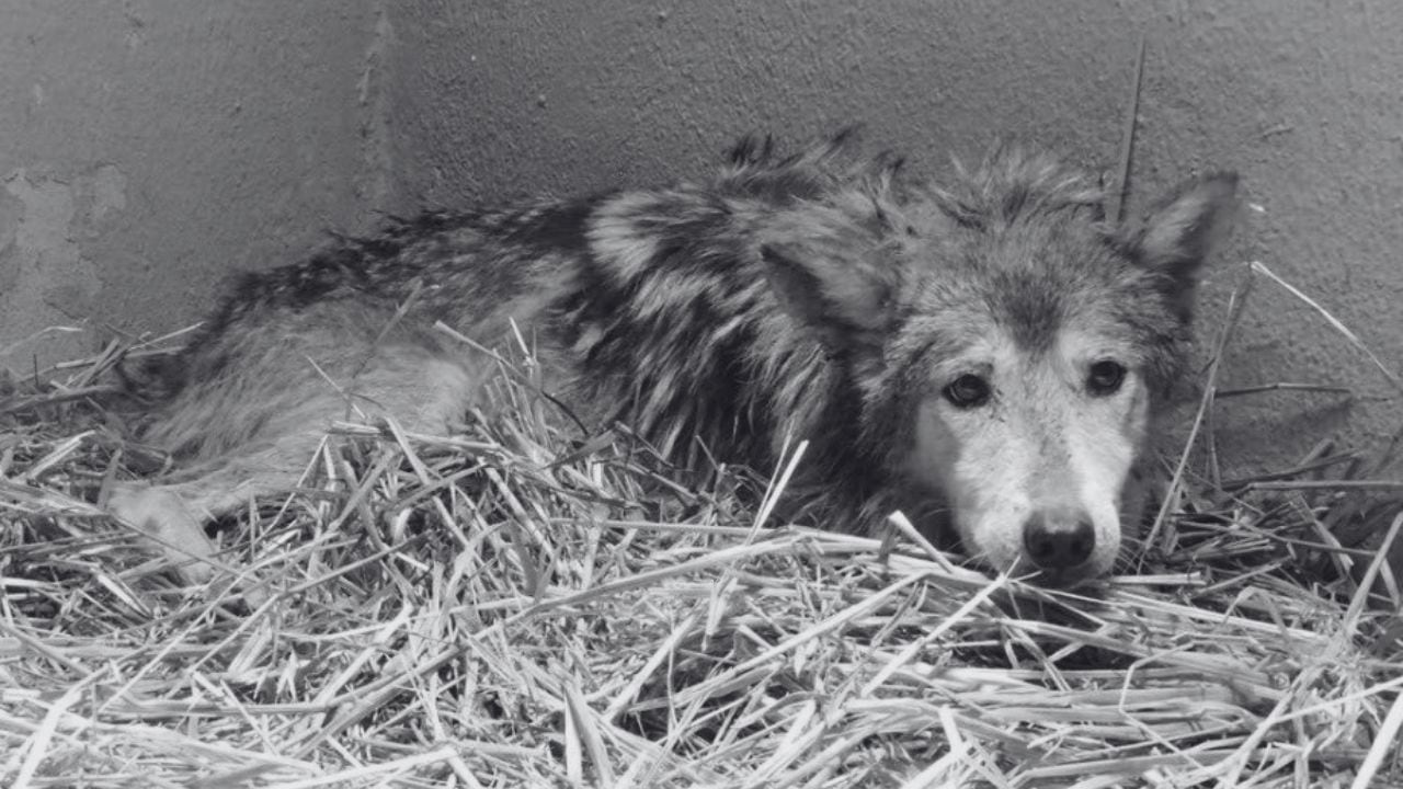 Seje: Todo lo que se sabe sobre la loba mexicana del Zoológico de Chapultepec que sufre maltrato animal