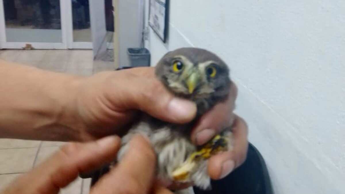 Aves exóticas en peligro de extinción