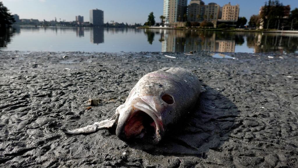 Filipinas: Barco se hundió con cientos de litros de petróleo y afectó a más de 140 mil personas, empresa pide perdón