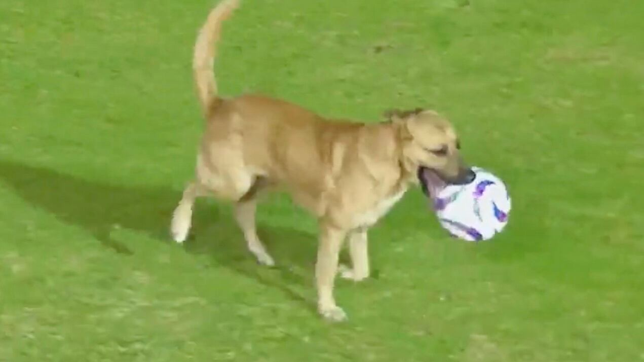 Perro se roba el balón