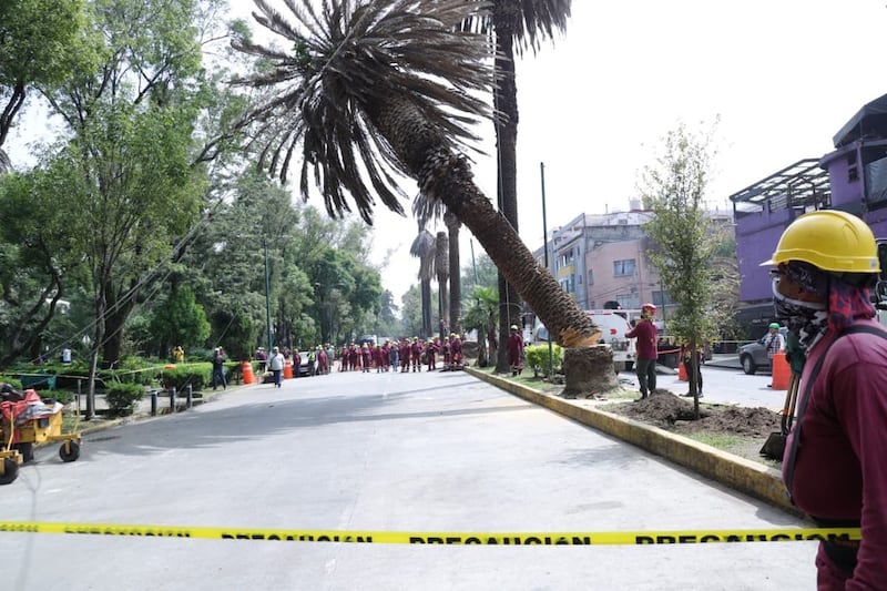 Palmeras CDMX.