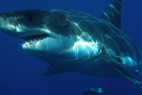 ¡Con una pequeña caña! Pescadores capturan enorme tiburón