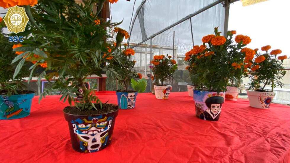 Macetas cempasúchil