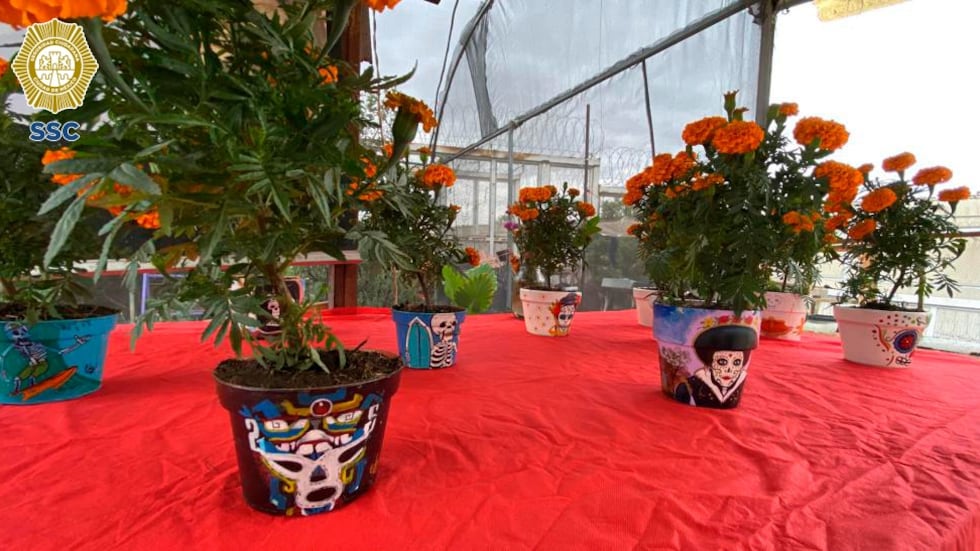 Macetas cempasúchil