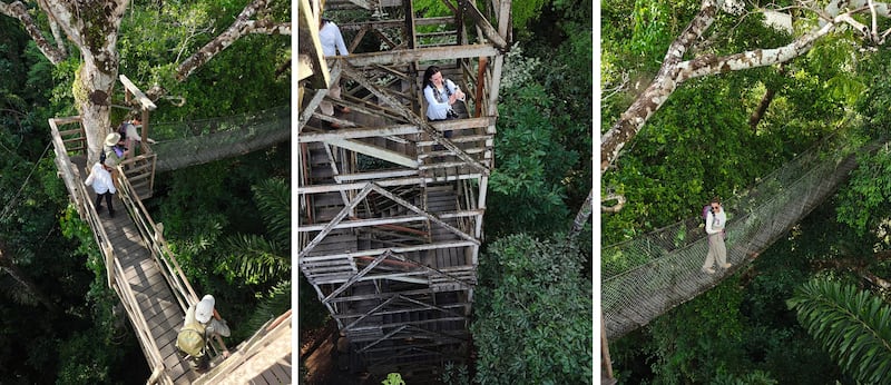 Desde Lima hasta Puerto Maldonado, te contamos cómo vivir una experiencia inmersiva en la selva amazónica. Hospedaje, gastronomía local y los mejores tours para explorar ríos, lagos y canopy en uno de los destinos más biodiversos del mundo