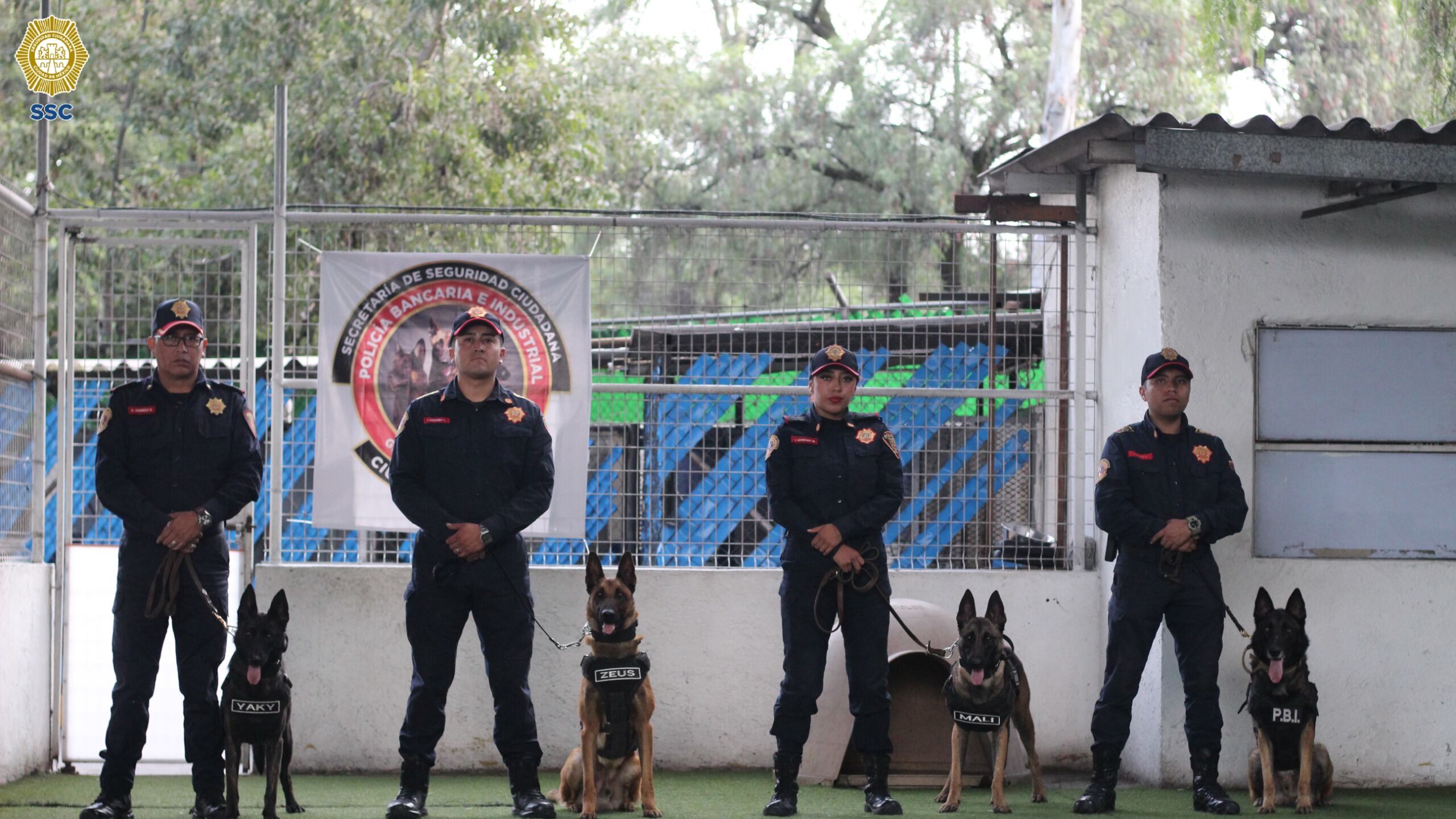 Caninos de la PBI