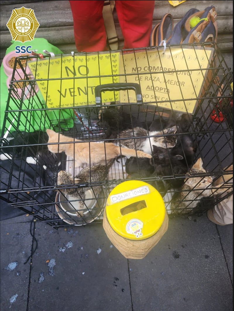 Explotación animal en CDMX