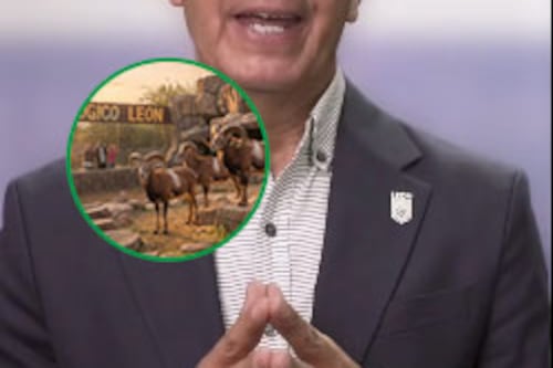 “No fue accidental”: ataque de jauria en Zoo León apunta a que los perros fueron enviados hacia los muflones