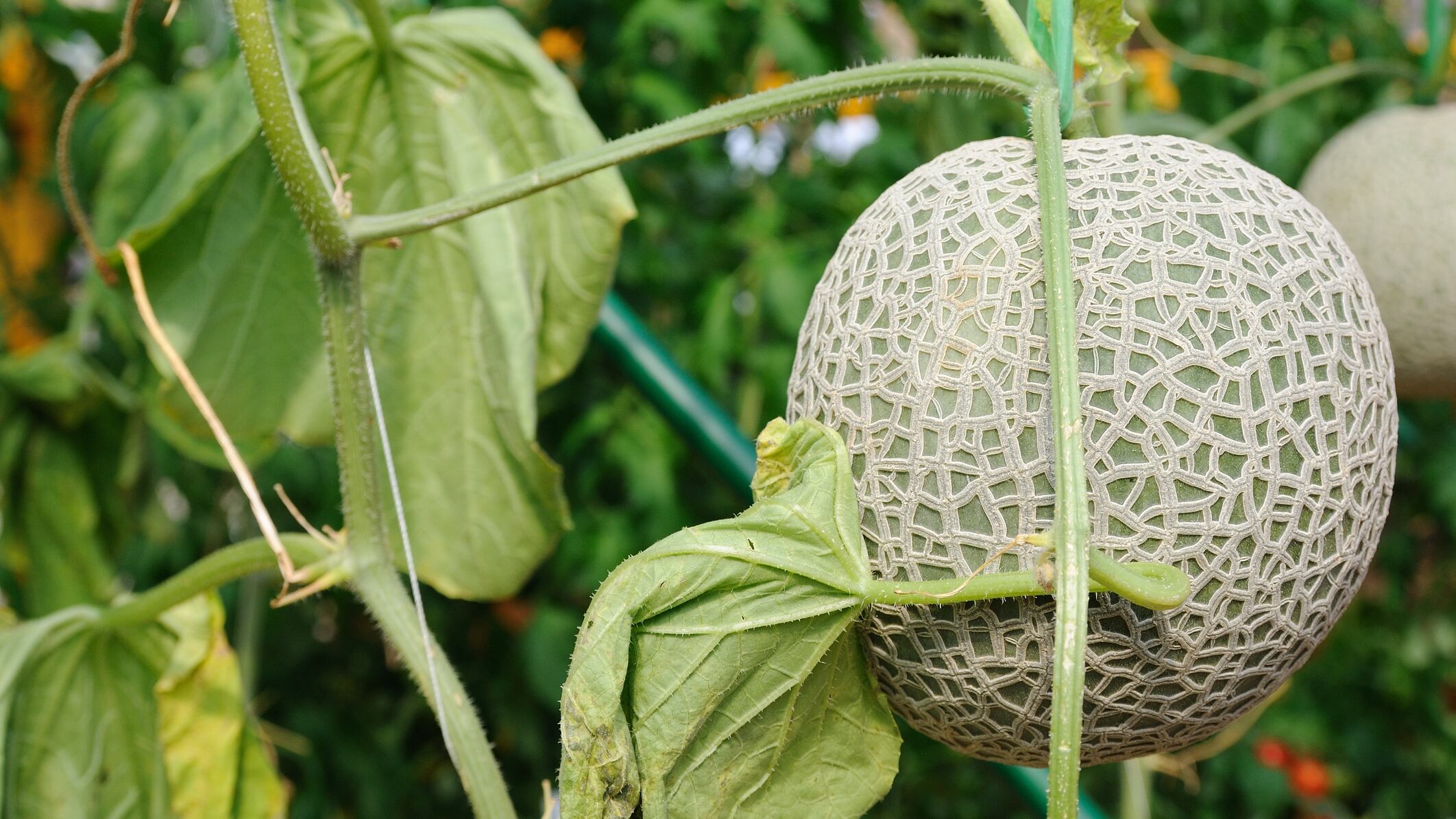 Se han registrado más de 300 casos en Canadá y Estados Unidos. (Dreamstime)