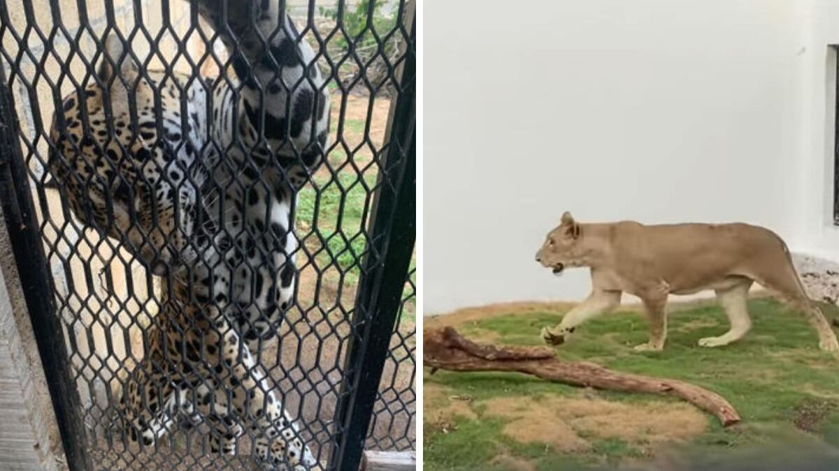 Las dos especies se encuentran en peligro de extensión. (Especial)