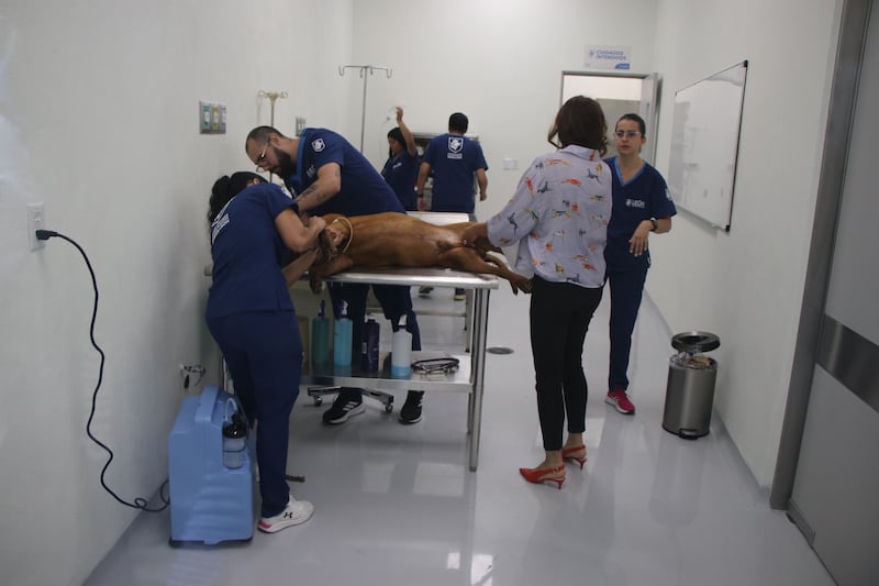 Hospital de Mascotas León 450.